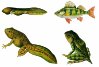 Модель-аппликация Цикл развития костной рыбы и лягушки - fgospostavki.ru - Белово