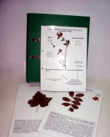 Гербарий к курсу основ общей биологии (20 листов, ламинированный) - fgospostavki.ru - Белово