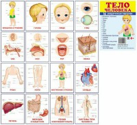 Раздаточные карточки "Тело человека" - fgospostavki.ru - Белово