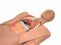 Муляж оперируемого пациента с экскурсией в грудную клетку и маской наркоза - fgospostavki.ru - Белово