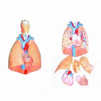 Модель "Система органов дыхания" - fgospostavki.ru - Белово