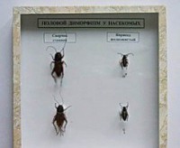 Коллекция энтомологическая "Половой диморфизм" - fgospostavki.ru - Белово