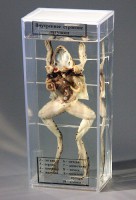 Влажный препарат "Внутреннее строение лягушки" - fgospostavki.ru - Белово