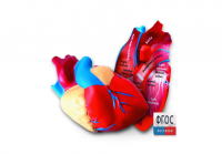 Модель сердца человека (анатомическая) - fgospostavki.ru - Белово