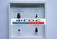 Коллекция "Семейство жуков" - fgospostavki.ru - Белово