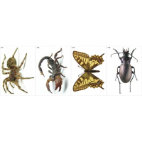 Модель-аппликация Многообразие беспозвоночных - fgospostavki.ru - Белово