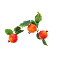 Ветка муляжей "Гранат" - fgospostavki.ru - Белово