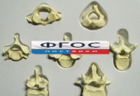 Модель "Позвонки" (из 7 штук) - fgospostavki.ru - Белово