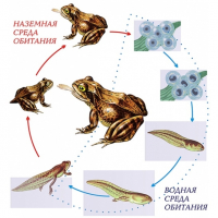 Модель-аппликация Цикл развития лягушки - fgospostavki.ru - Белово