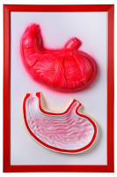 Барельефная модель "Желудок" - fgospostavki.ru - Белово