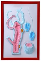 Барельефная модель "Строение гидры" - fgospostavki.ru - Белово