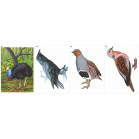 Модель-аппликация Многообразие хордовых. Птицы  - fgospostavki.ru - Белово