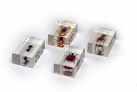 Комплект микропрепаратов для стереомикроскопа - fgospostavki.ru - Белово