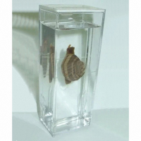 Влажный препарат "Виноградная улитка"	 - fgospostavki.ru - Белово