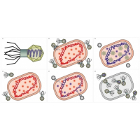 Модель-аппликация Жизненный цикл вируса	 - fgospostavki.ru - Белово