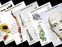 Таблицы по природоведению 1-3 класс (46 штук, формат А2) - fgospostavki.ru - Белово