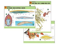 Комплект таблиц по биологии демонстрационных "Зоология 2" (16 таблиц, формат А1, ламинированные) - fgospostavki.ru - Белово
