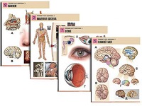 Комплект таблиц по биологии демонстрационных "Человек и его здоровье 2" (10 таблиц, формат А1, ламинированные) - fgospostavki.ru - Белово