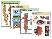 Комплект таблиц по всему курсу биологии (120 штук, формат А1, полноцветные, ламинированные) - fgospostavki.ru - Белово