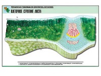 Рельефная таблица "Клеточное строение листа" (формат А1, матовое ламинирование) - fgospostavki.ru - Белово