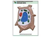 Рельефная таблица "Растительная клетка" (формат А1, матовое ламинирование) - fgospostavki.ru - Белово