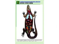 Рельефная таблица "Внутреннее строение ящерицы" (формат А1, матовое ламинирование) - fgospostavki.ru - Белово