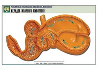 Рельефная таблица "Желудок жвачного животного" (формат А1, матовое ламинирование) - fgospostavki.ru - Белово