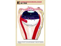Рельефная таблица "Глаз. Строение" (формат А1, матовое ламинирование) - fgospostavki.ru - Белово