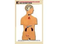 Рельефная таблица "Железы внутренней секреции" (формат А1, матовое ламинирование) - fgospostavki.ru - Белово