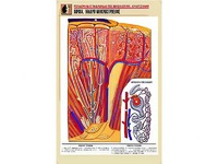 Рельефная таблица "Почка. Макро-микростроение" (формат А1, матовое ламинирование) - fgospostavki.ru - Белово