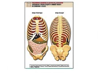 Рельефная таблица "Расположение органов грудной и брюшной полостей по отношению к скелету"(формат А1, ламинированная) - fgospostavki.ru - Белово