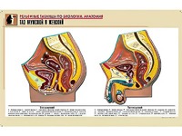 Рельефная таблица "Таз мужской и женский" (формат А1, матовое ламинирование) - fgospostavki.ru - Белово