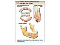 Рельефная таблица "Челюсти и зубы человека" (формат А1, матовое ламинирование) - fgospostavki.ru - Белово