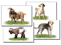 Набор карточек "Домашние животные" (раздаточные) - fgospostavki.ru - Белово