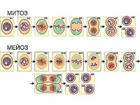 Модель-аппликация "Деление клетки. Митоз и мейоз" (ламинированная) - fgospostavki.ru - Белово