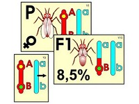 Модель-аппликация "Перекрест хромосом" (ламинированная) - fgospostavki.ru - Белово