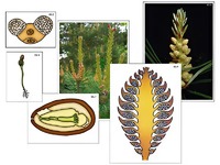 Модель-аппликация "Размножение сосны" (ламинированная) - fgospostavki.ru - Белово