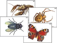 Модель-аппликация "Разнообразие беспозвоночных" (ламинированная) - fgospostavki.ru - Белово