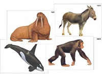Модель-аппликация "Разнообразие высших хордовых 2. Млекопитающие" (ламинированная) - fgospostavki.ru - Белово