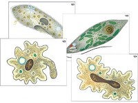 Модель-аппликация "Строение и разнообразие простейших" (ламинированная) - fgospostavki.ru - Белово