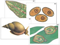 Модель-аппликация "Циклы развития печеночного сосальщика и бычьего цепня" (ламинированная) - fgospostavki.ru - Белово