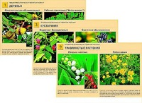 Гербарий фотографический "Ядовитые растения" - fgospostavki.ru - Белово