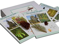 Коллекция "Голосеменные растения" - fgospostavki.ru - Белово