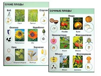 Коллекция "Семена и плоды" - fgospostavki.ru - Белово