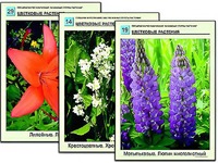 Гербарий фотографический "Основные группы растений" - fgospostavki.ru - Белово