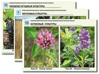 Гербарий фотографический "Сельскохозяйственные растения России" - fgospostavki.ru - Белово
