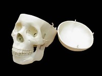 Модель "Череп человека" - fgospostavki.ru - Белово