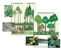Гербарий фотографический "Растительные сообщества. Лес" (раздаточный) - fgospostavki.ru - Белово