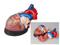 Модель сердца в разрезе (демонстрационная) - fgospostavki.ru - Белово