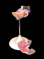 Модель сердца (лабораторная) - fgospostavki.ru - Белово